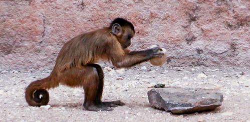 scimmie-cappuccino-499